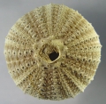 Echinodermata (echinoderms)