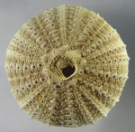 WoRMS - World Register of Marine Species - Photogallery