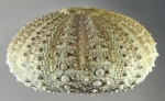 WoRMS - World Register of Marine Species - Temnopleurus reevesii