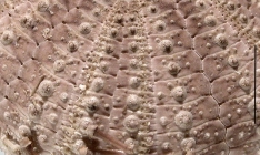 Temnopleurus reevesii (aboral, close-up)