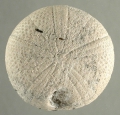 Echinodermata (echinoderms)