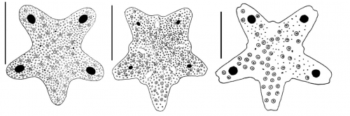 Peronella (apical systems)