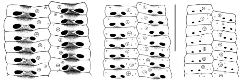 Eurypatagus (ambulacral plates)