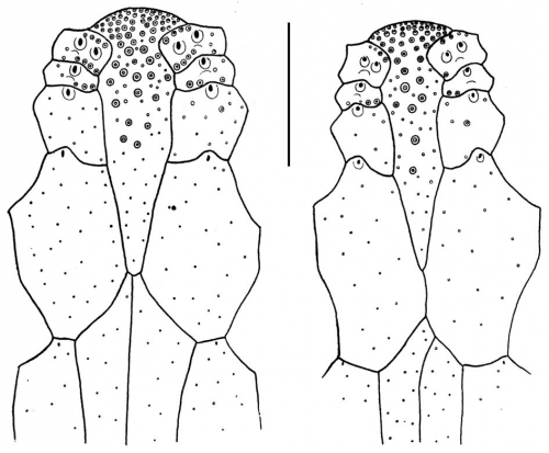 Eurypatagus (labrum)