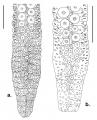 Chaetodiadema (oral ambulacra)