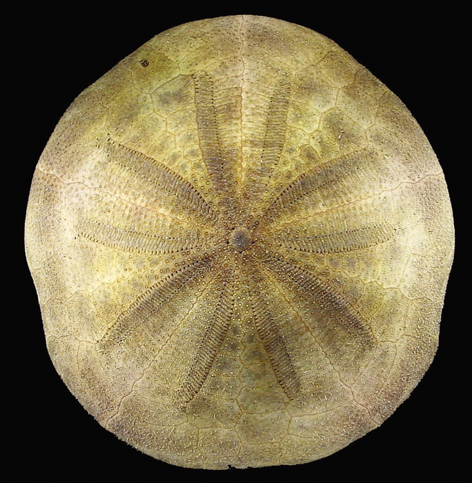 Clypeaster sp. (aboral) Clypeaster sp. (aboral)