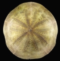 Echinodermata (echinoderms)