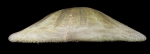 Clypeaster sp. (lateral)