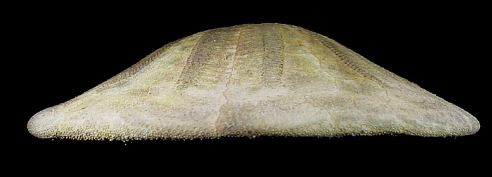 Clypeaster sp. (lateral) Clypeaster sp. (lateral)