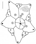 Parasalenia gratiosa (apical system)