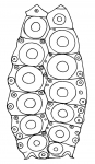 Parasalenia gratiosa (interambulacrum)