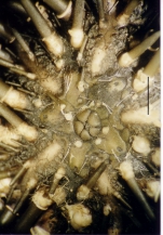 Parasalenia gratiosa (apical system)