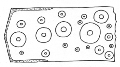 Microcyphus zigzag (interambulacral plate)