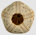 Echinodermata (echinoderms)