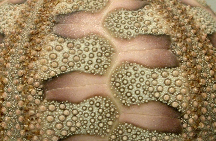 Microcyphus rousseaui (interambulacrum)