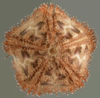 Microcyphus rousseaui (aboral)