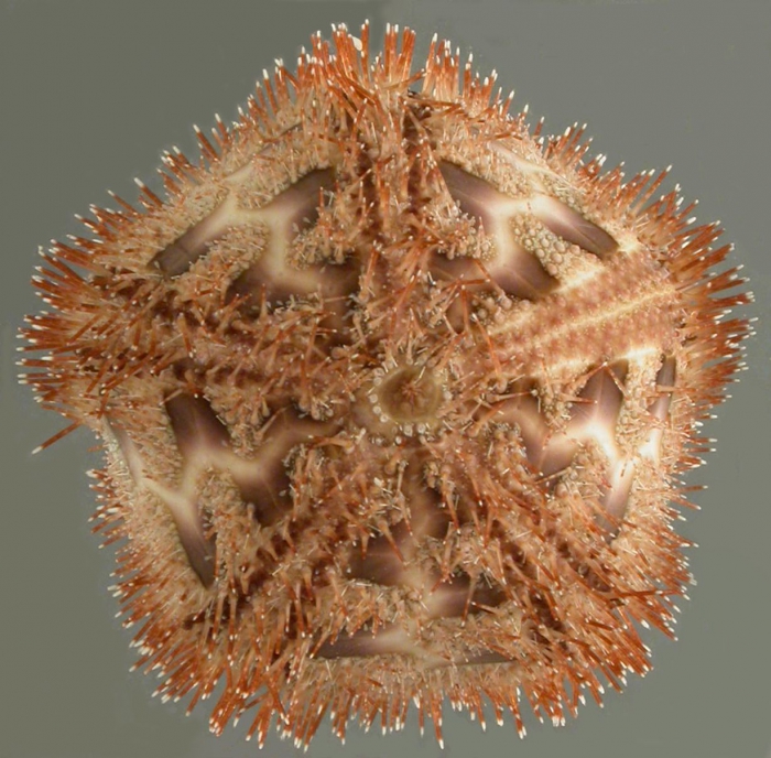 Microcyphus rousseaui (aboral)