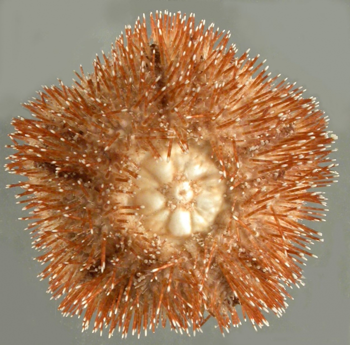 Microcyphus rousseaui (oral)