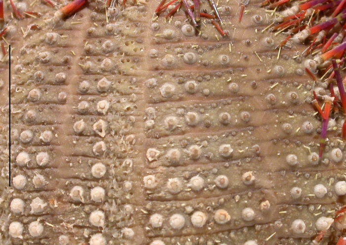 Salmacis bicolor (test surface)
