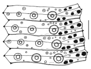 Salmacis virgulata (ambulacral plates)