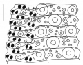 Toxopneustes pileolus (ambulacral plates)