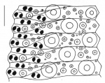 Toxopneustes pileolus (ambulacral plates)