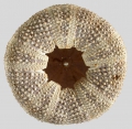 Echinodermata (echinoderms)