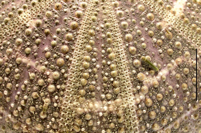 Toxopneustes pileolus (aboral, close-up)
