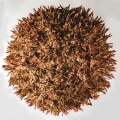 Echinodermata (echinoderms)