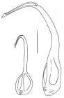 Toxopneustes pileolus (globiferous pedicellariae)