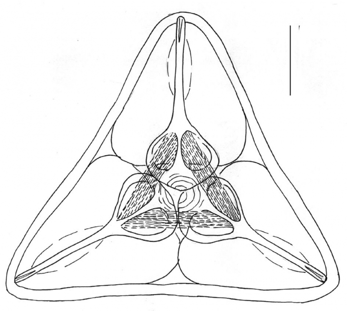 Toxopneustes pileolus (globiferous pedicellariae)