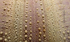 Tripneustes gratilla (aboral, close-up)