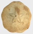 Echinodermata (echinoderms)