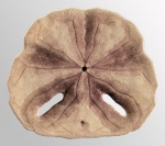 Echinodiscus bisperforatus (oral)