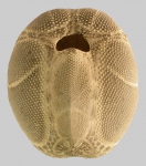 Metalia spatagus (oral)