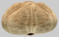 Echinodermata (echinoderms)