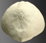 Moira stygia (posterior)