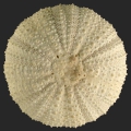 Echinodermata (echinoderms)