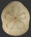 Echinodermata (echinoderms)