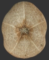 Echinodermata (echinoderms)