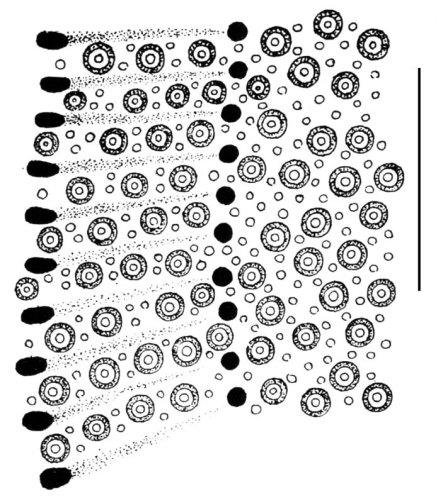 Clypeaster fervens (part of petal)