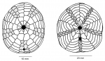 Clypeaster ravenelli　殻 WoRMS - World Register of Marine Species - Clypeaster