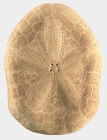 Clypeaster reticulatus (aboral)
