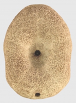 Clypeaster reticulatus (oral)