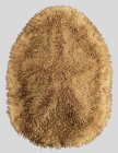 Clypeaster reticulatus (aboral)