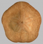 Clypeaster eurychorius (aboral)
