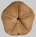 Echinodermata (echinoderms)