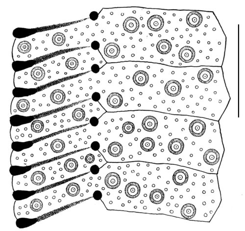 Clypeaster eurychorius (part of petal)