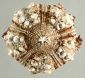 Eucidaris metularia (oral)