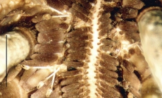 Eucidaris metularia (ambulacrum)